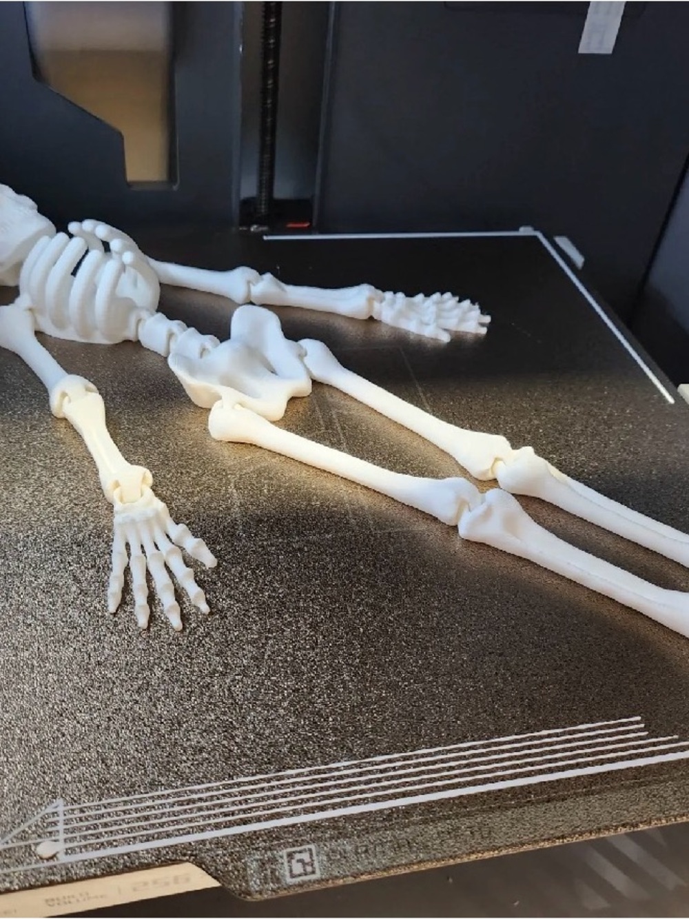 White Reptile Skeleton Habitat Decoration - Brand: